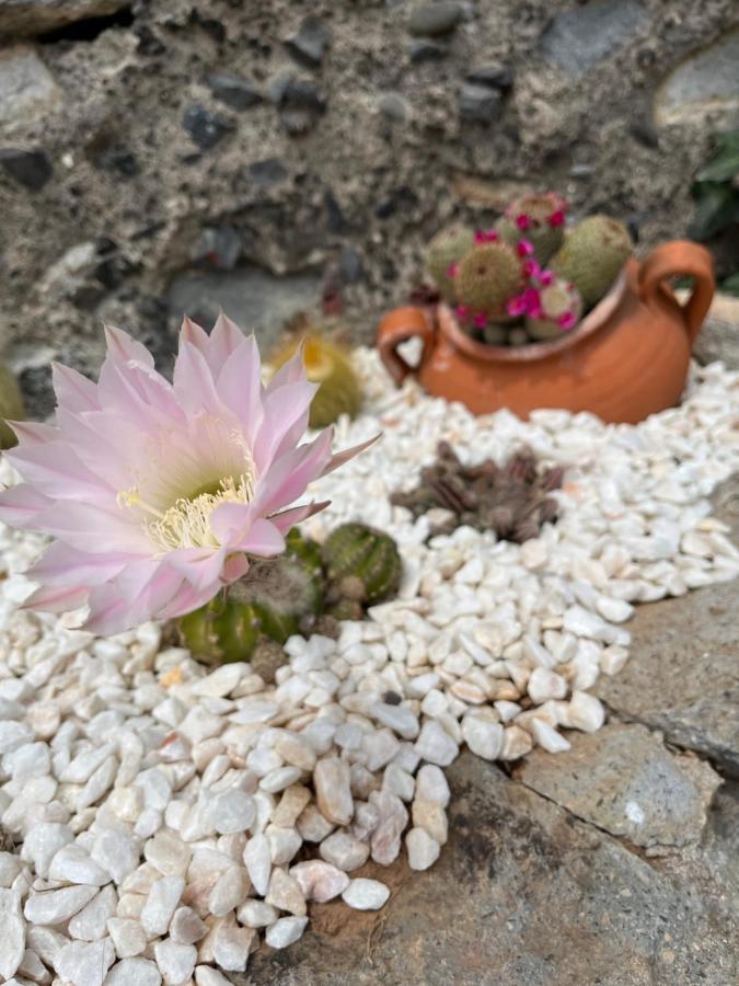 リベイラ・ブラーヴァ Tropical Houseヴィラ エクステリア 写真