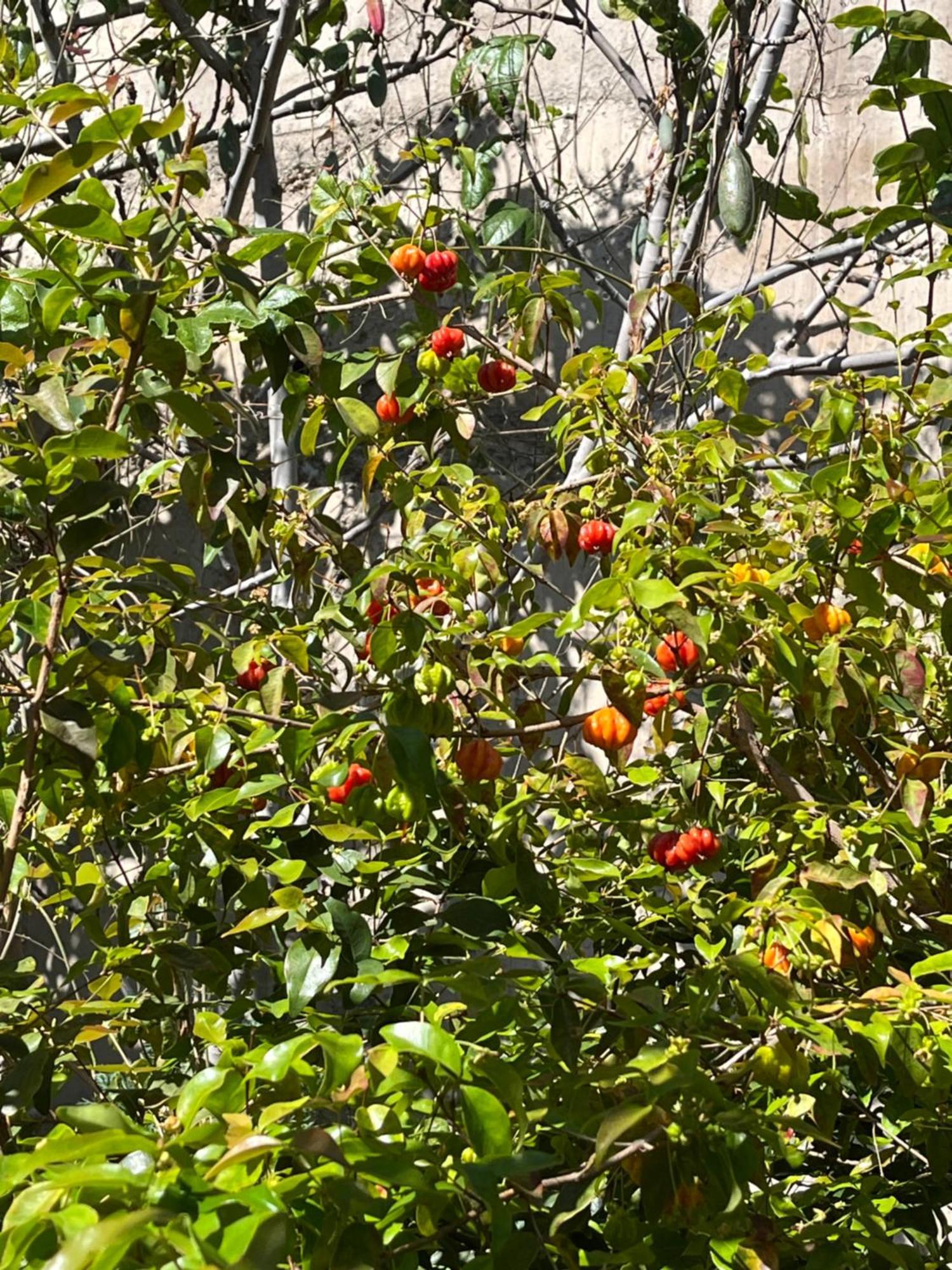 リベイラ・ブラーヴァ Tropical Houseヴィラ エクステリア 写真