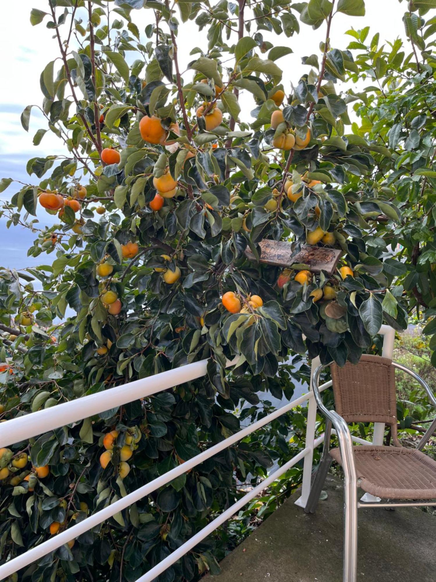 リベイラ・ブラーヴァ Tropical Houseヴィラ エクステリア 写真