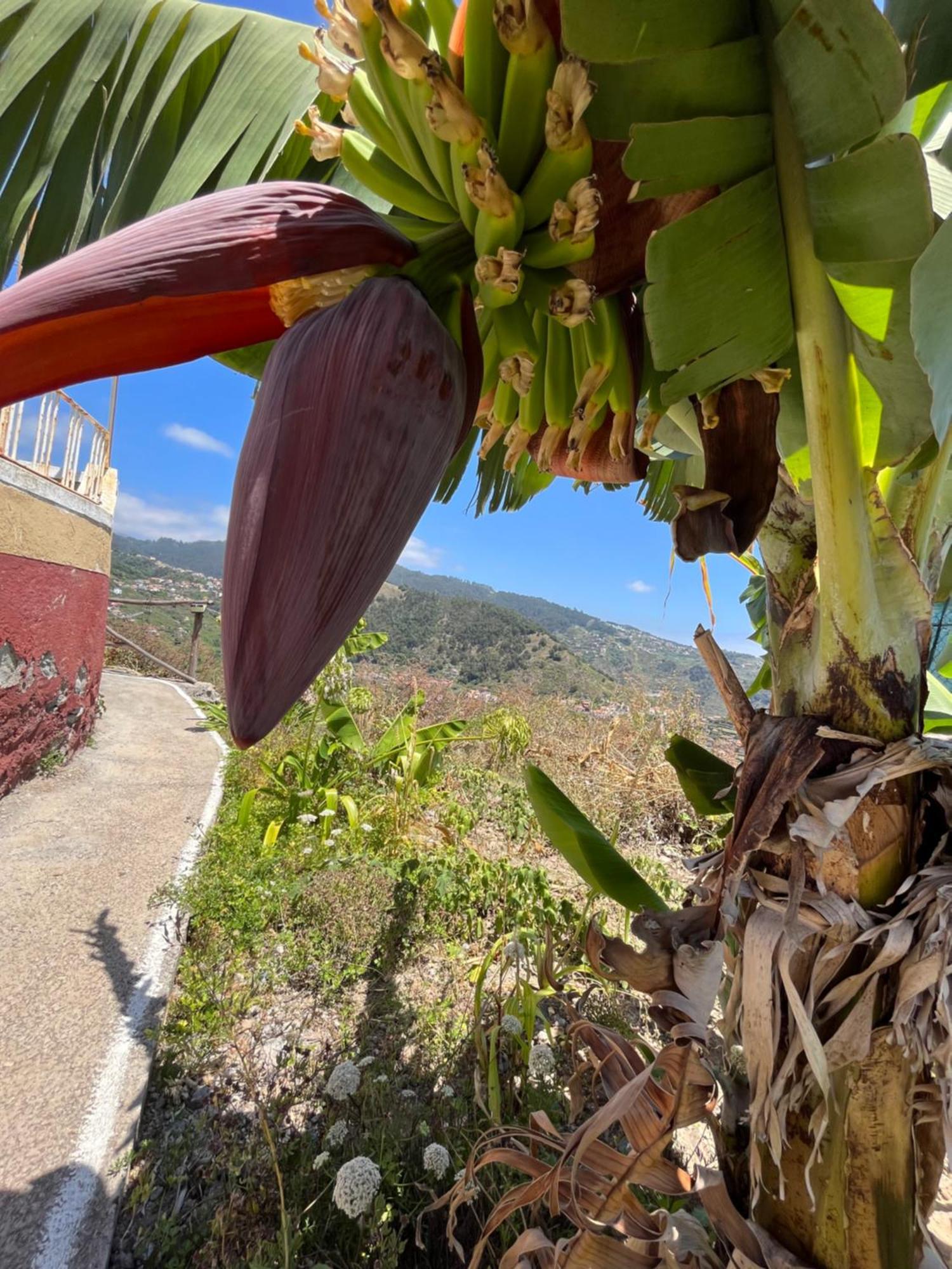 リベイラ・ブラーヴァ Tropical Houseヴィラ エクステリア 写真
