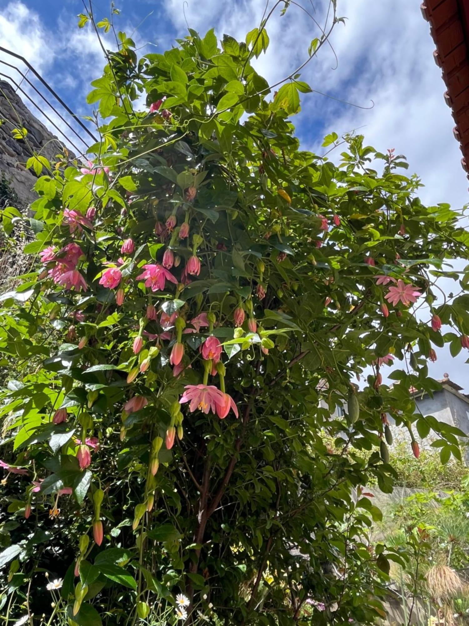 リベイラ・ブラーヴァ Tropical Houseヴィラ エクステリア 写真